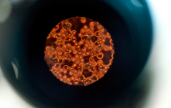 19_08_Microbiologia_Novidade_ProinterBio_png